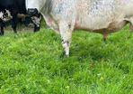 Speckle Park Bull PBNR Organic