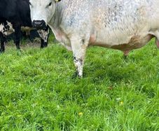 Speckle Park Bull PBNR Organic