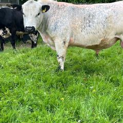 Speckle Park Bull PBNR Organic