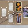 Wills's Cigarette Picture-card Album  Of Garden Flowers Image 7