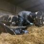 Dairy farm worker available Image 2