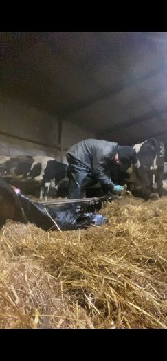 Dairy farm worker available