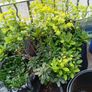 Euphorbia Image 2