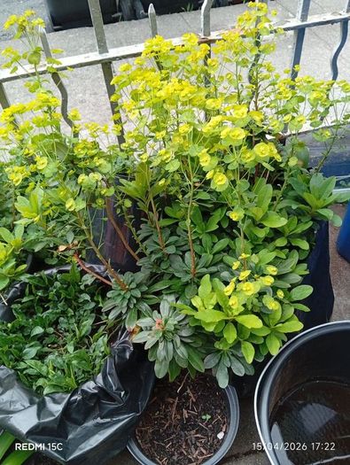 Euphorbia