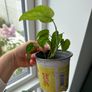 monstera siltepecana Image 2