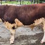 Pedigree Hereford Bulls for Sale Image 5