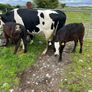 2 suckler cows + 2 calfs Image 3