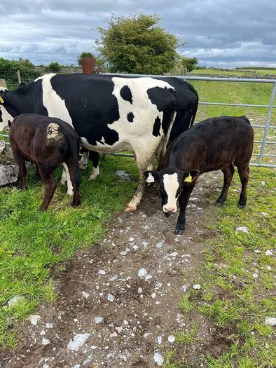 2 suckler cows + 2 calfs