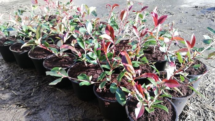 Red Robin Hedging