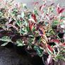Red Robin Hedging Image 6
