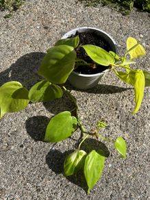 Philodendron micans Lime plant