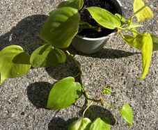 Philodendron micans Lime plant