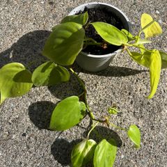 Philodendron micans Lime plant