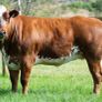 Elphin Mart- In Calf and Maiden Heifer sale Image 8