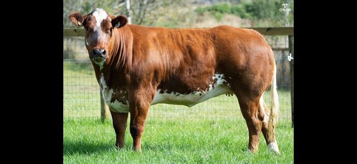 Show cattle - In Calf and Maiden Heifer sale
