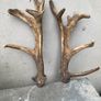 Deer Antlers Image 2