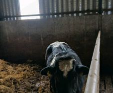 Heifer