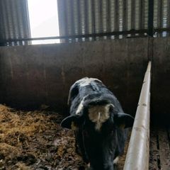 Heifer