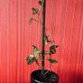 house plants Image 3