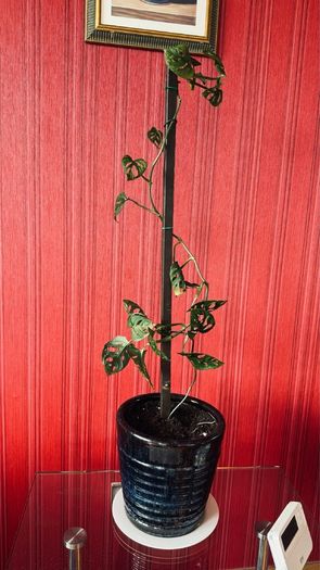 house plants