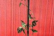 Monstera Monkey mask