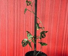 Monstera Monkey mask