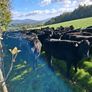 50 Aa Heifers Image 3