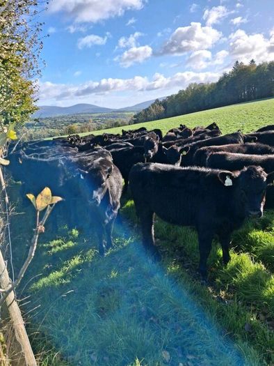 50 Aa Heifers