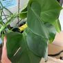 Medium Size Monstera Houseplant Image 3
