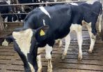 Vasectomise Bulls