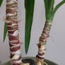 90cm Yucca Plant + Large Decorative Pot Image 3