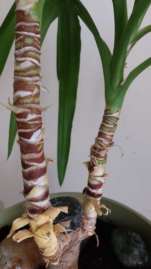 90cm Yucca Plant + Large Decorative Pot