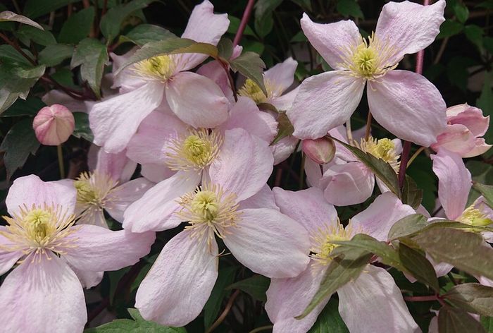 Clematis "Montana Rubens" Plant