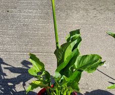 58cm Tall White Calla Lily in Flower in a Pot