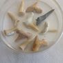 Shark teeth collection Image 2