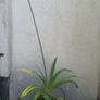 Lily of Nile Image 2