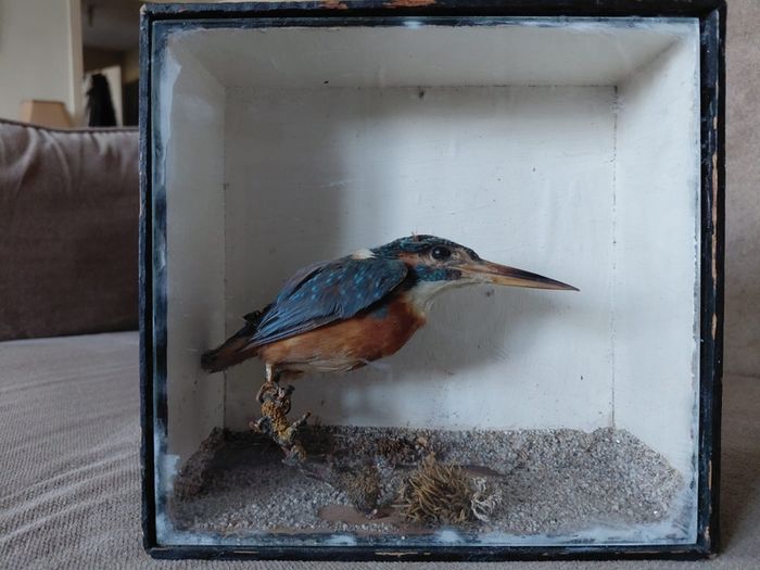 Antique taxidermy Kingfisher in wooden case with a glass front