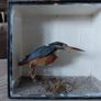 Antique taxidermy Kingfisher in wooden case with a glass front Image 3