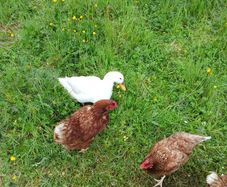 poultry