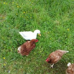 poultry