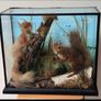 taxidermy Image 5