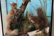 taxidermy