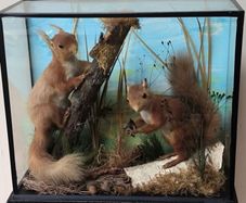 taxidermy