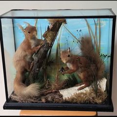 taxidermy