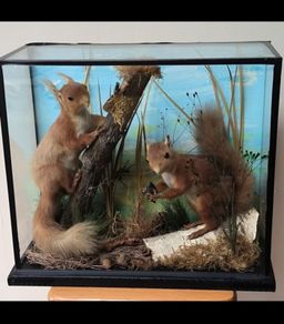 taxidermy