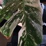 Monstera Albo Variegata Image 6