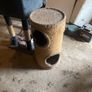 Cat climbers Image 2