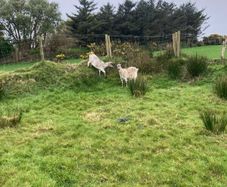 Goats and Kids for Sale
