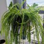 Boston Fern Plant Image 2