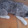 large husky dog teddy Image 2